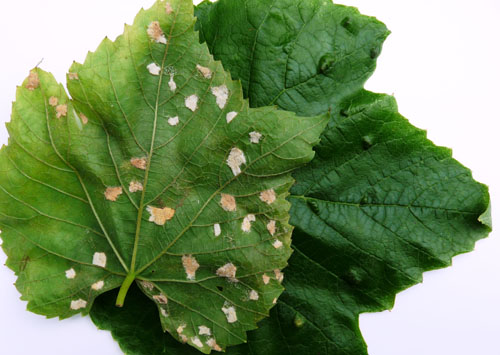 Blister mites on grape leaves